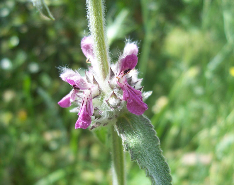 Determinazione 3 - Stachys sp.